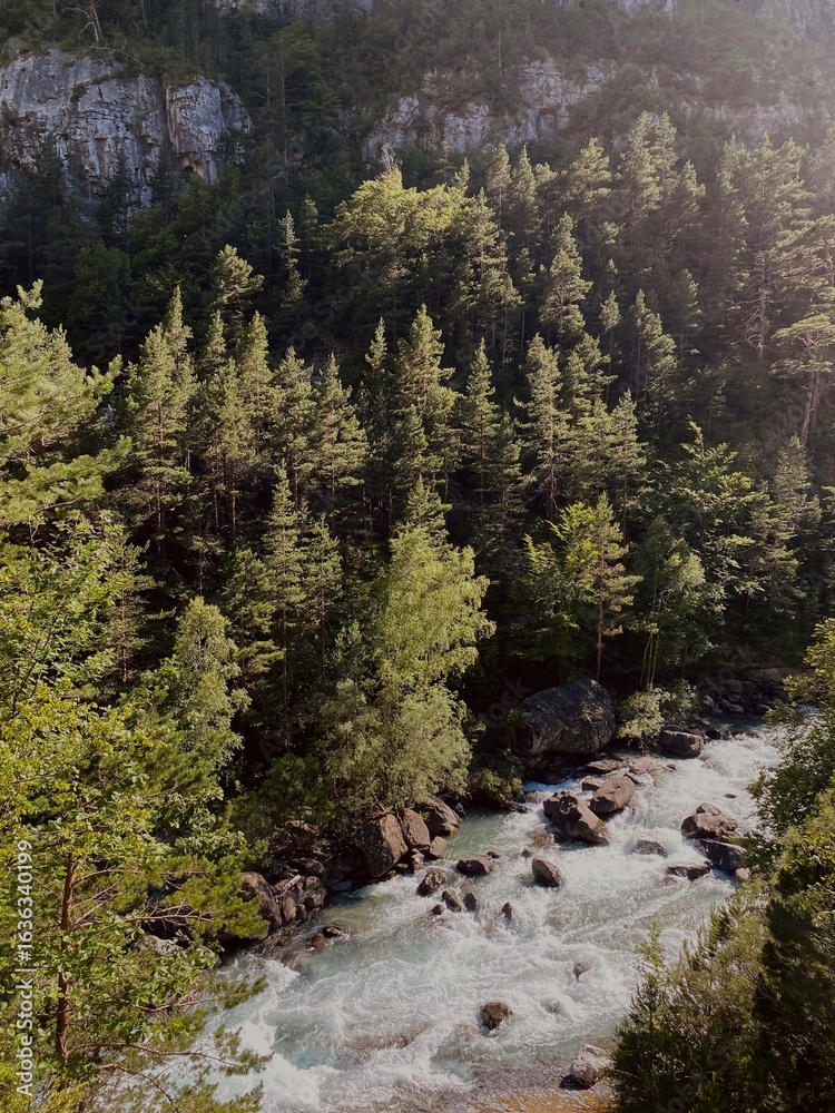 Obraz premium Forest