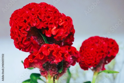 Bright red cockscomb flowers