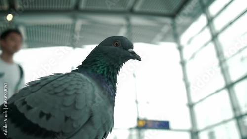 Pigeon in an airport