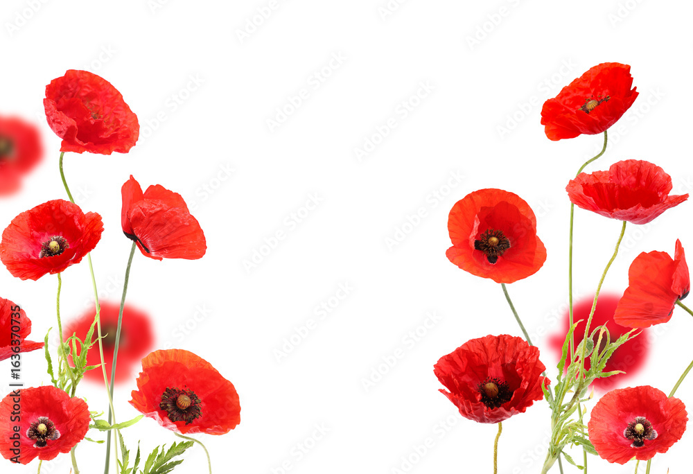 Fototapeta premium Red poppies on white background. Wild flowers