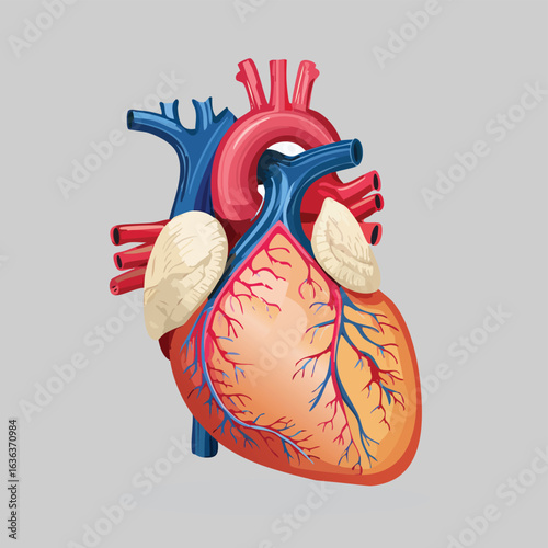 Human Heart Anatomy Vector Illustration - AI Generated