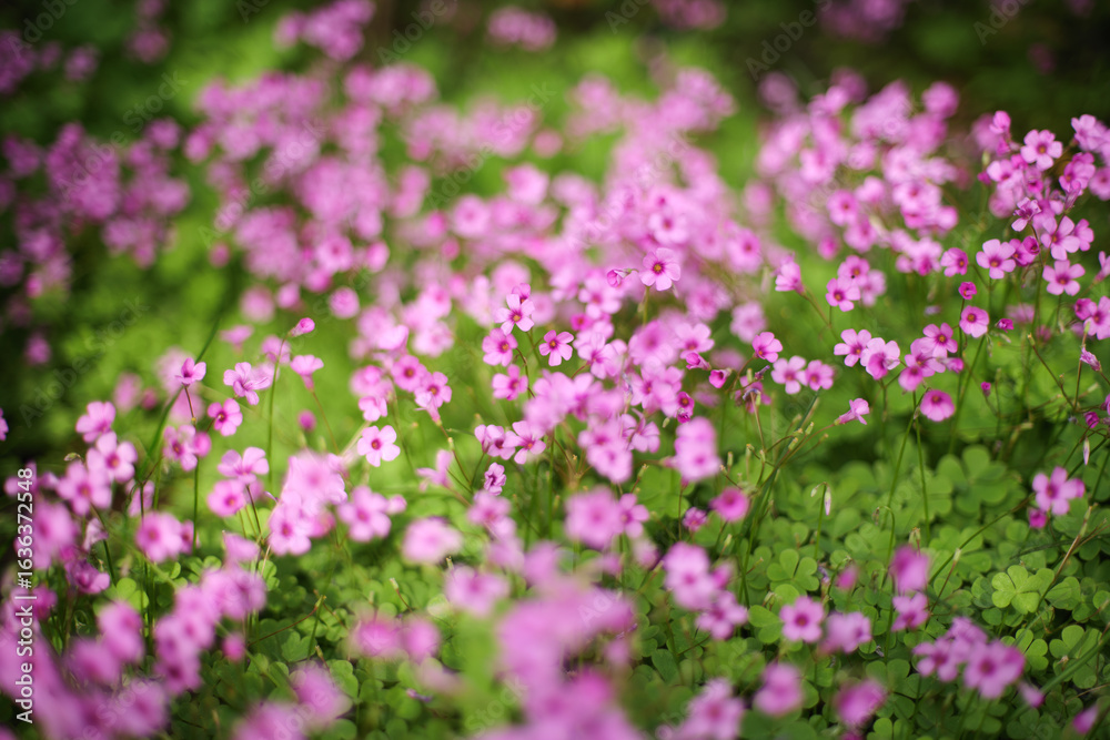 Serene Pink Oxalis Field with Green Shamrock - like Leaves Serene Pink Oxalis Field with Green Shamrock - like Leaves