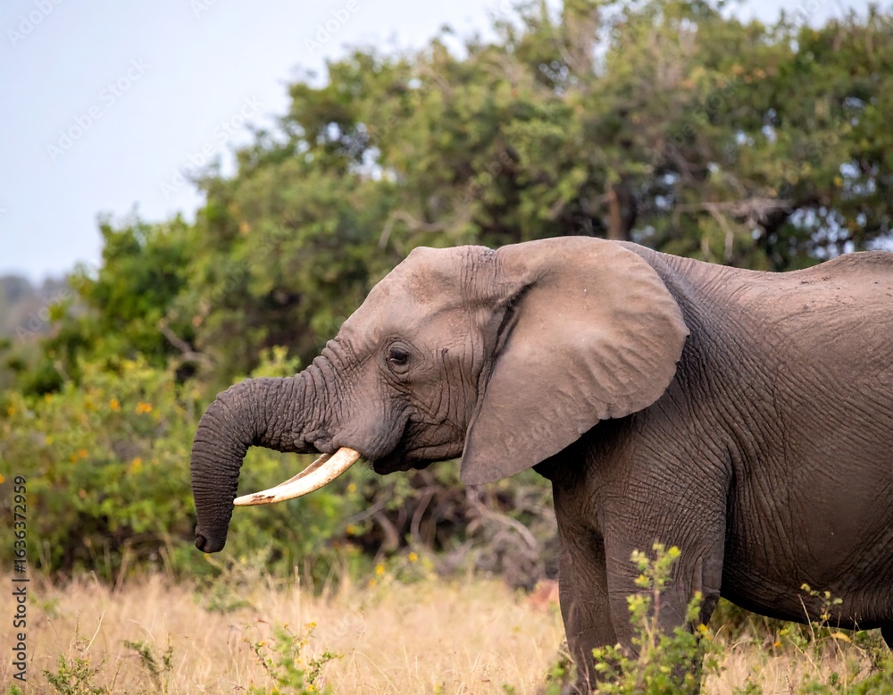 Obraz premium Elephant in savanna