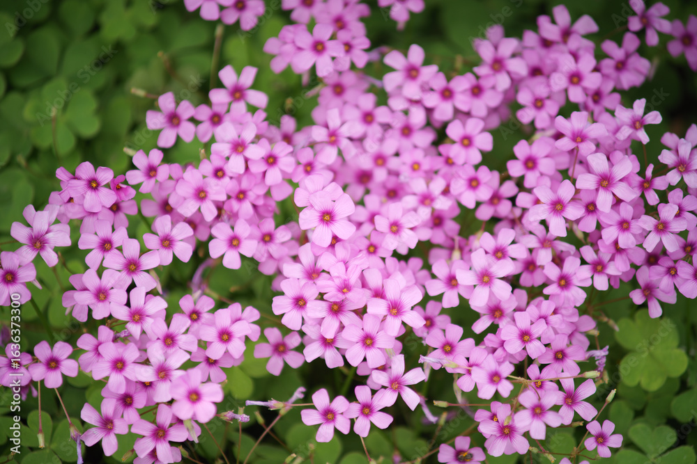 Close - up of Pink Oxalis Flowers Blooming Among Green Clover - like Leaves Close - up of Pink Oxalis Flowers Blooming Among Green Clover - like Leaves