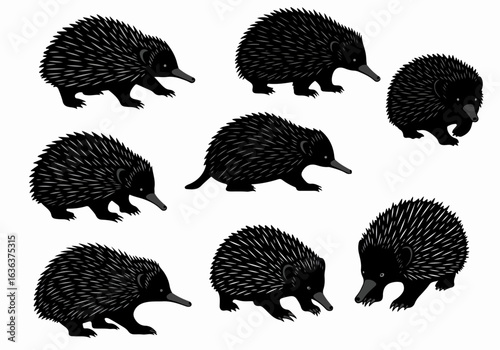 Set of Various Echidna Illustrations in Different Poses on a White Background, Featuring the Distinctive Spiny Australian Animal