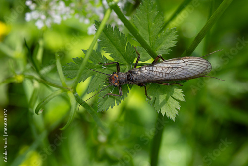 Dinocras cephalotes is a species of Stoneflies, found in the valley of river Lech in Tyrol, Austria