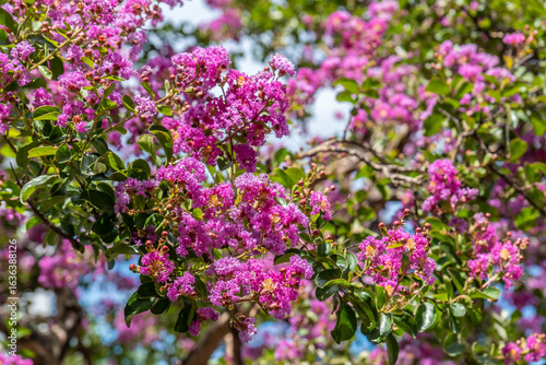 Wallpaper Mural Leuchtend pinke Blütenpracht eines Sommerbaums im Gegenlicht Torontodigital.ca