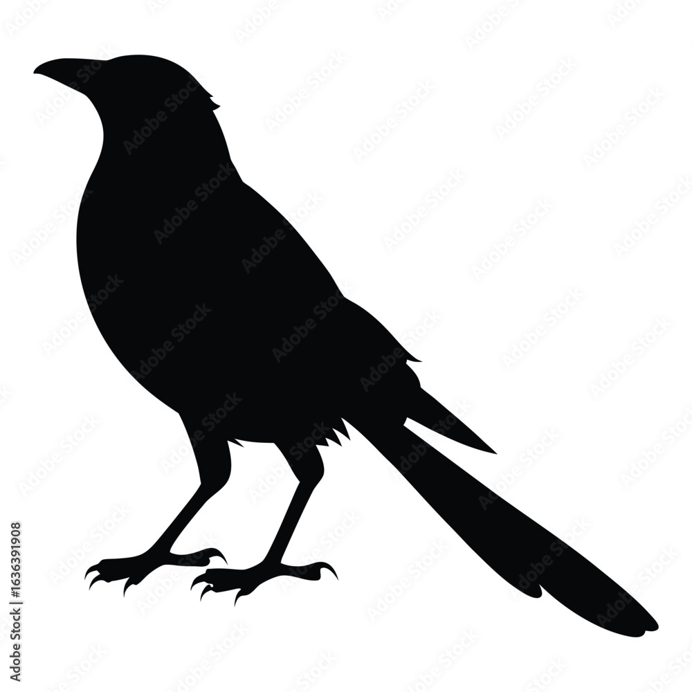 Fototapeta premium silhouette of Black-billed magpie bird on white background