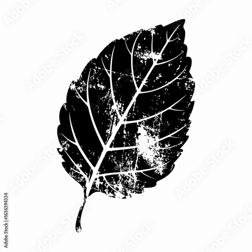 Monochrome grunge leaf print with a distressed texture. An isolated botanical silhouette showing detailed veins on a white background.