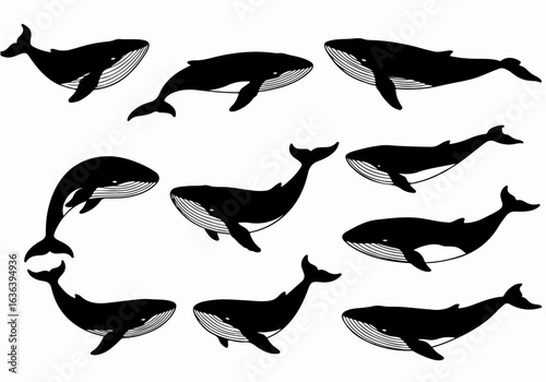 Set of black whale silhouettes swimming gracefully, showcasing various marine mammal poses isolated on a white background.