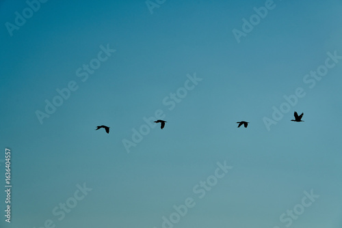Fotografi great cormorant high up in the sky on the curonian spit.