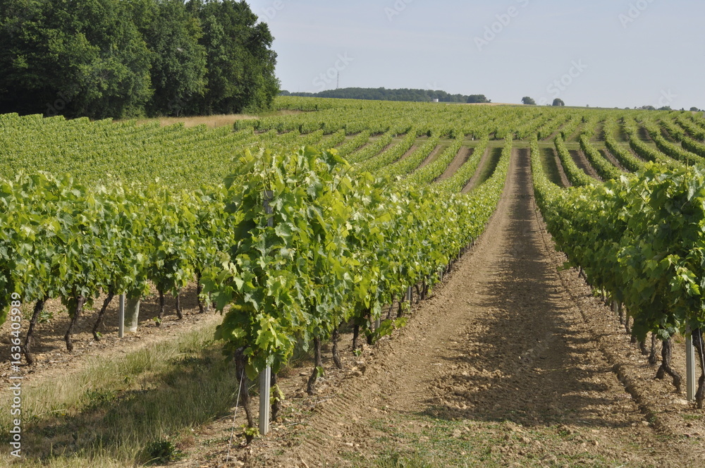Obraz premium Vineyard in Charente in France