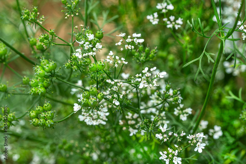 Fresh coriander flowers blooming in a garden