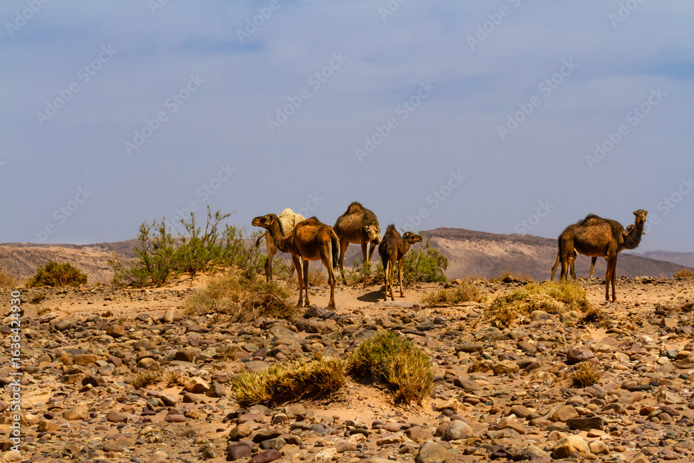 Fototapeta premium Camels, Dromedaries (Camelus dromedarius ) in the stony desert. Morocco, Africa