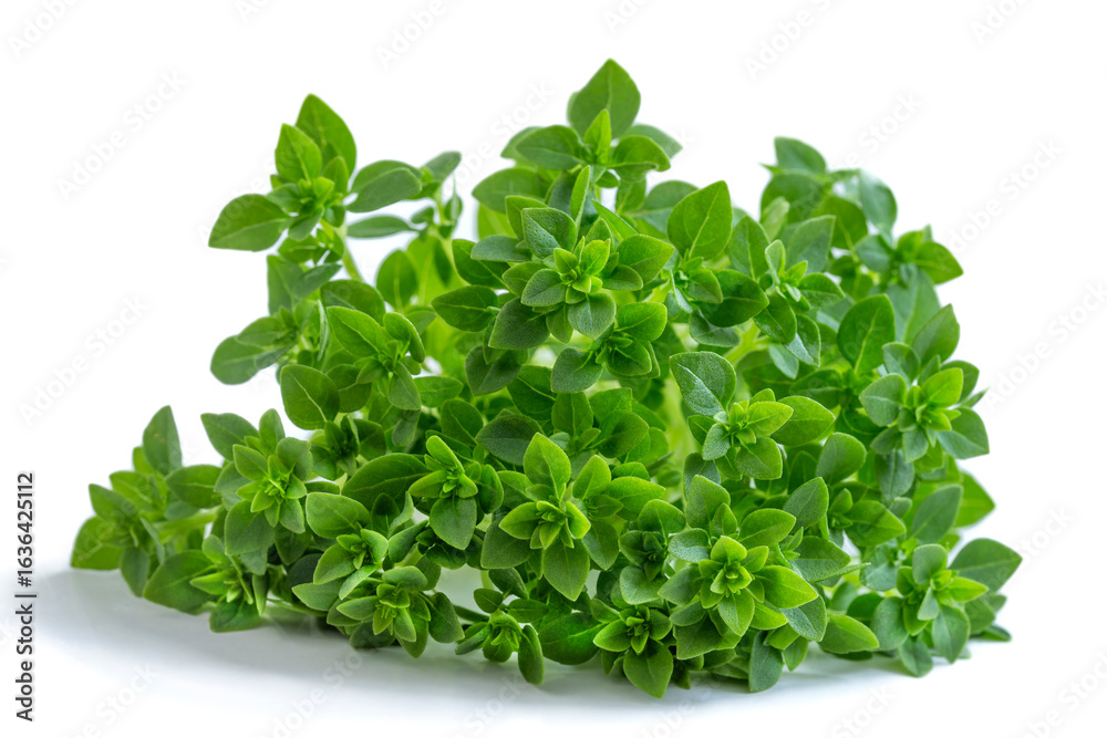 Obraz premium Fresh oregano sprigs are ready for culinary use