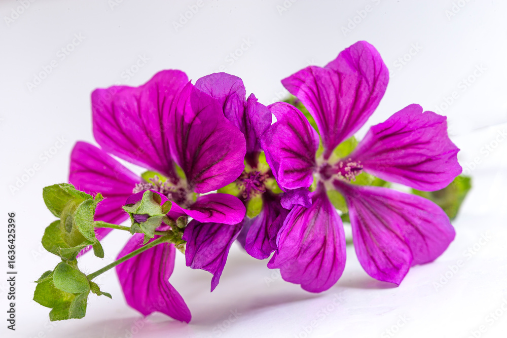Obraz premium Close-up of bright purple flowers