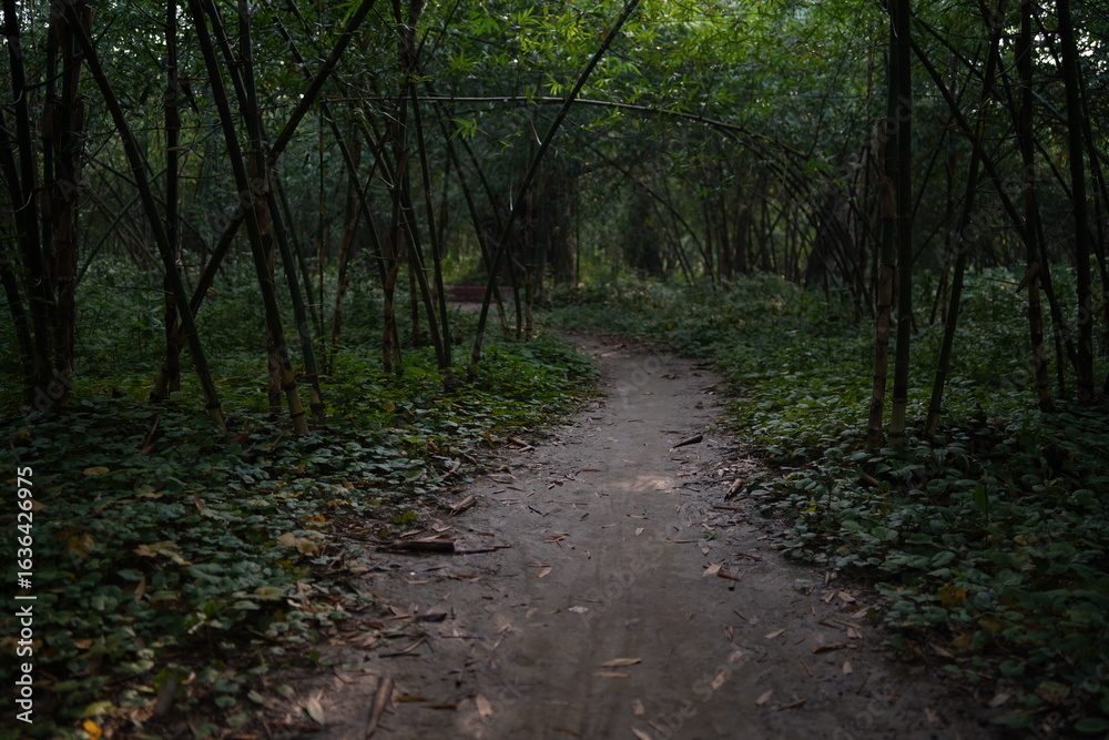 Fototapeta premium Forest road royality free image, forest road image,dens forest image