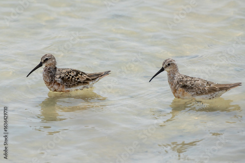 Curlew Sandpiper (Calidris ferruginea) Feeding in Shallow Water