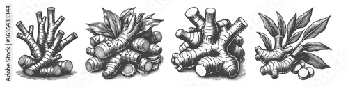 Vintage Hand-Drawn Galangal Illustration, Spice Root Engraved Vector for Culinary and T-Shirt Design