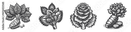 Vintage Hand-Drawn Wasabi Illustration, Spice Root Engraved Vector for Culinary and T-Shirt Design
