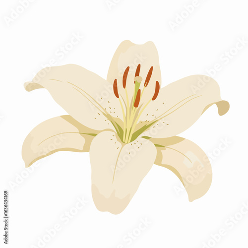 Elegant white lily flower illustration on a clean white background, perfect for floral designs and botanical themes.