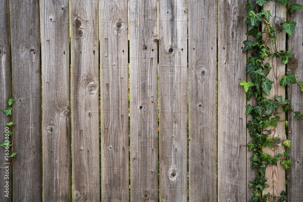 Fototapeta premium Aged gray wooden fence with ivy vine. old wooden slats with a narrow insight and climbing plant. Rustic background with space for text.