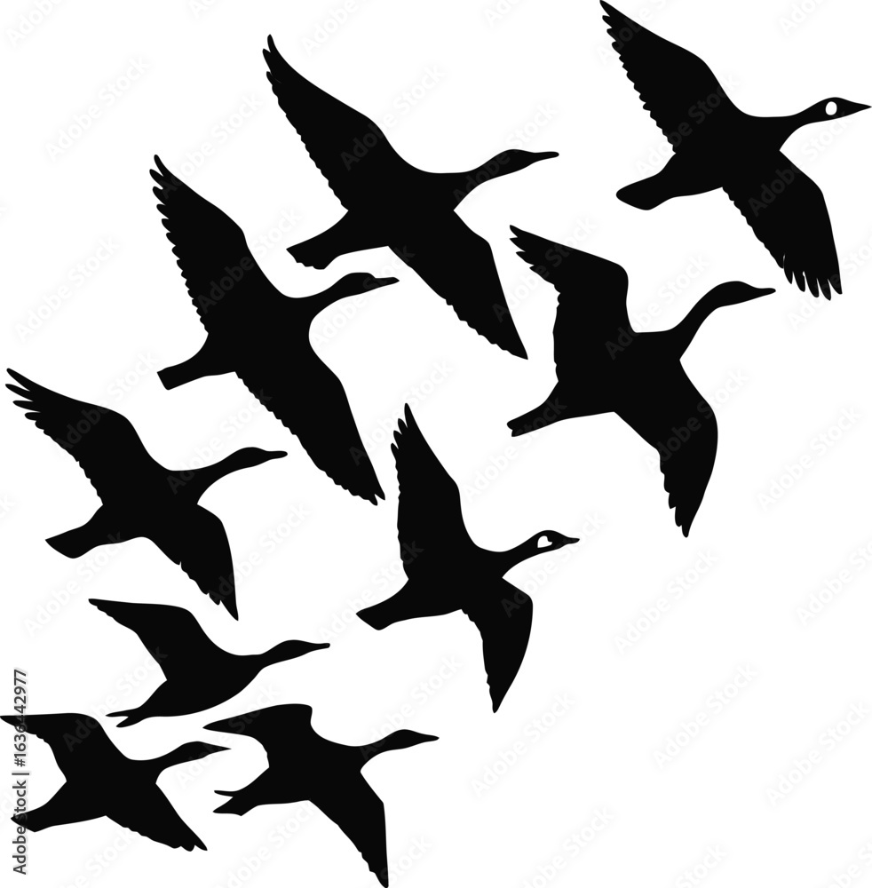 Fototapeta premium Flying geese silhouette, migration and nature on white background