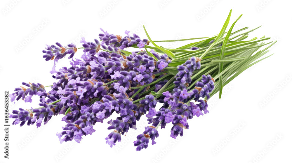 Fototapeta premium lavender on white background