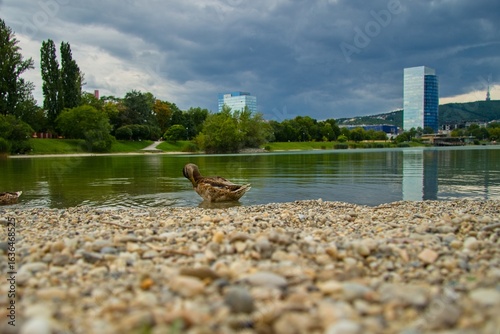 Canvas Print Kuchajda lake in Bratislava, nature in town, with vegetation and modern building