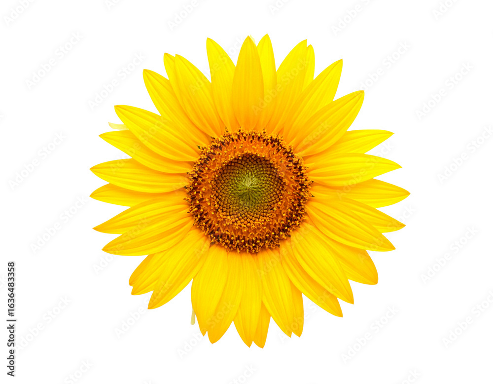 Fototapeta premium Single Sunflower Facing Forward with Slight Shadow, Isolated on White Background