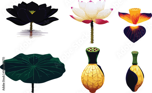 Colorful lotus plant illustration parts