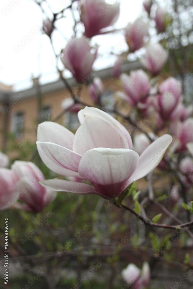 magnolia tree blossom in springtime. tender pink flowers bathing in sunlight. warm april weather. Pink spring magnolia flowers branch magnolia tree blossom in springtime. tender pink flowers bathing in sunlight. warm april weather. Pink spring magnolia flowers branch
