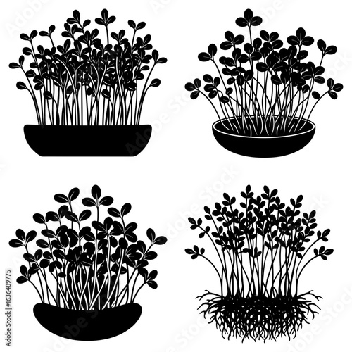 Four black and white illustrations of plants growing in pots with different growth stages shown