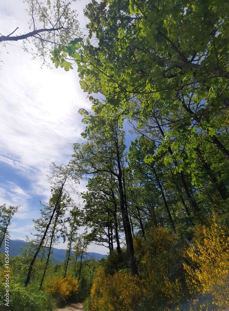 Fototapeta premium Sentiero di collina