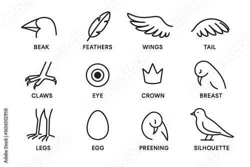 Bird anatomy icons: beak, feathers, wings, tail, claws, eye, crown, breast, legs, egg, preening, silhouette
