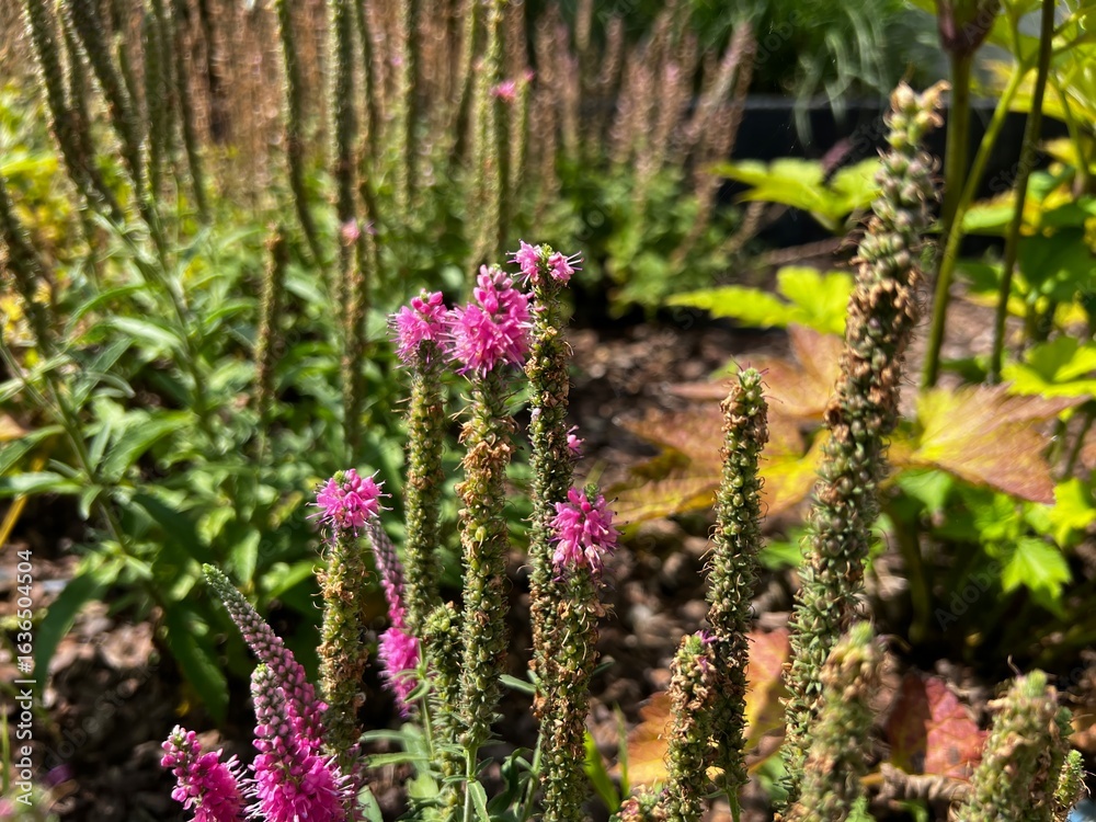 Obraz premium Close-Up of Pink Spiked Flowers in Summer Garden