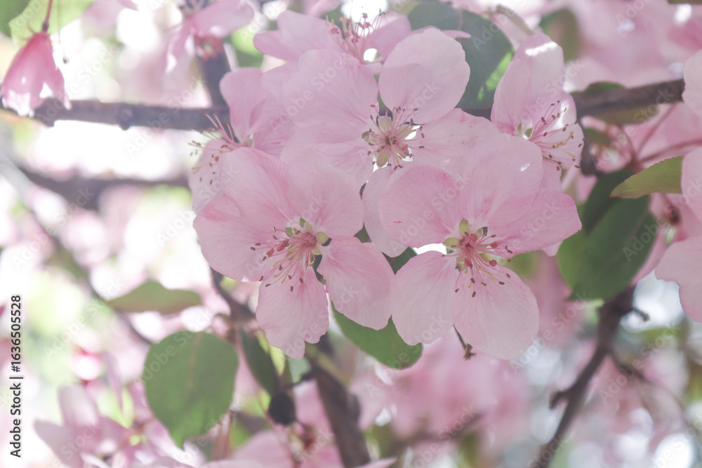 Obraz premium pink cherry blossom