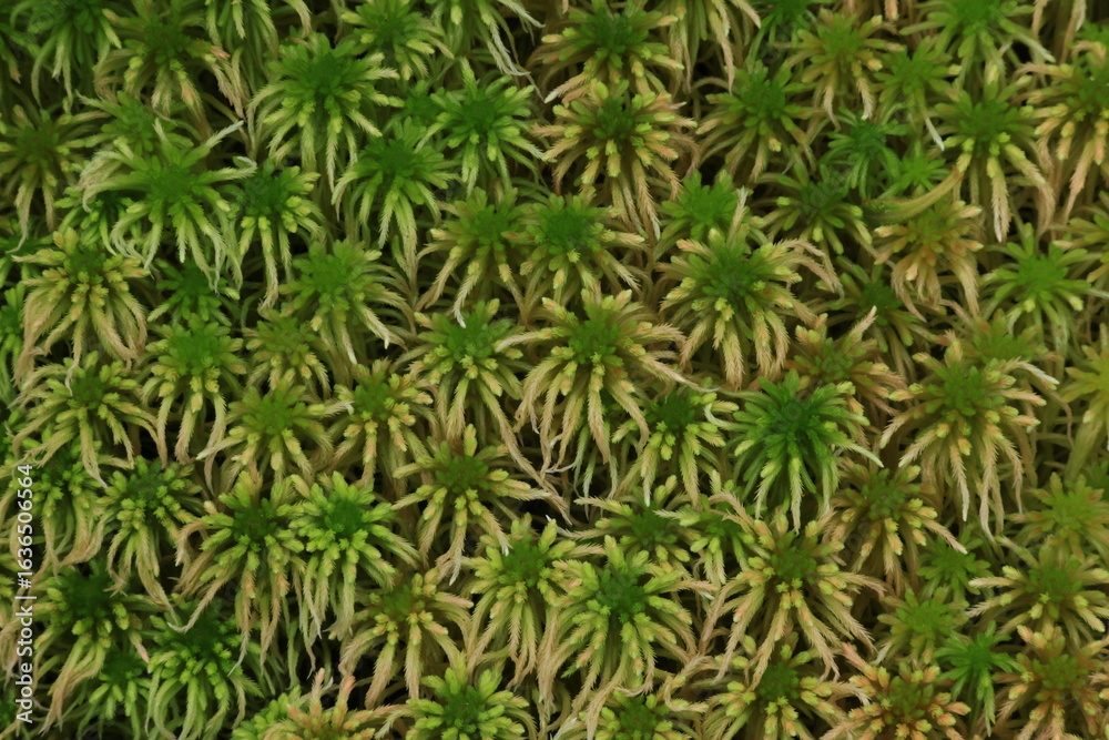Sphagnum Cuspidatum ,Medium or large shoots, occurring in carpets or as a scattered submerged aquatic.Green to yellow, often tinged with red, red-brown or brown in capitula.
Sphagnum Cuspidatum ,Medium or large shoots, occurring in carpets or as a scattered submerged aquatic.Green to yellow, often tinged with red, red-brown or brown in capitula.