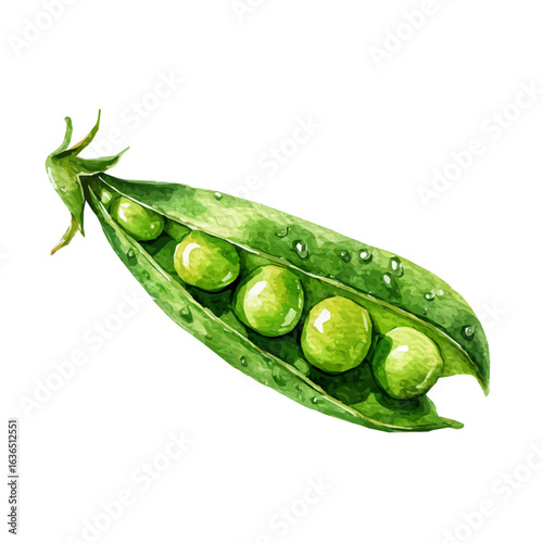 My Watercolor illustration green pea pod in open view painting isolated on a white background, illustration, AI painting design, vector set, eps format, My illustration design, collection