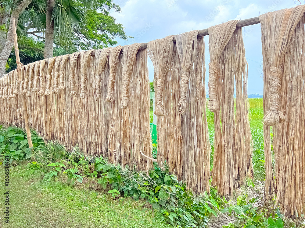 Fototapeta premium Freshly Harvested Jute Fibers Drying Under Sun – Eco Textile Production