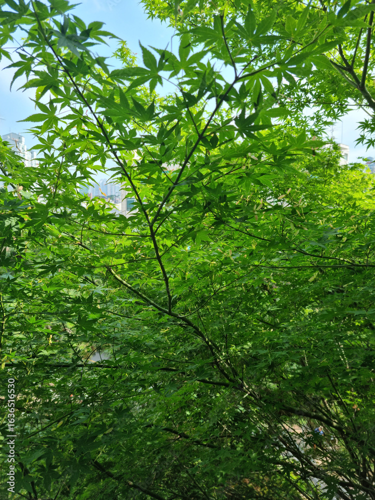 Fototapeta premium This is the appearance of a maple tree.