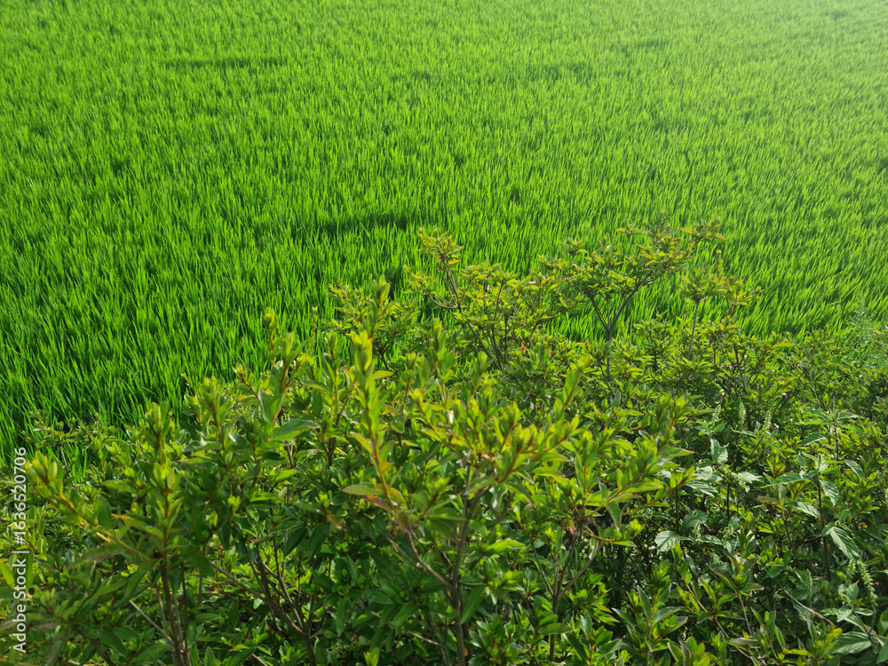 This is a summer rice paddy landscape. This is a summer rice paddy landscape.