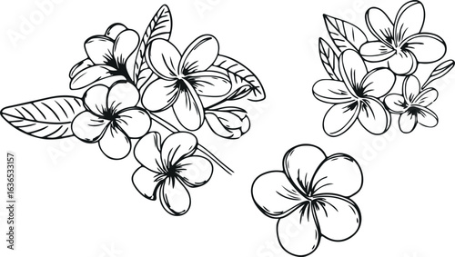 Plumeria Flower Illustration – Tropical, Nature, Botanical, Exotic, Garden, Bloom, Hand-Drawn, Floral Design