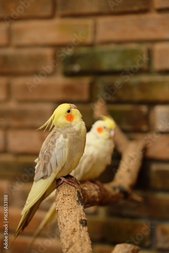 Bronzefallow Cockatiel - Close up detail of Cockatiel bird