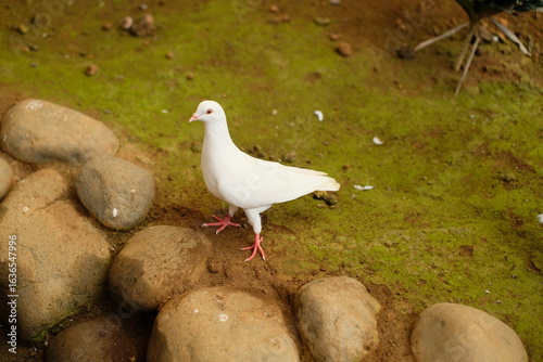 White pigeon - Close up detail of White Pigeon. Pigeon isolated