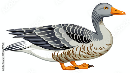 
very beautiful 
Greylag goose (Anser anser). Wild goose, isolated on white background
