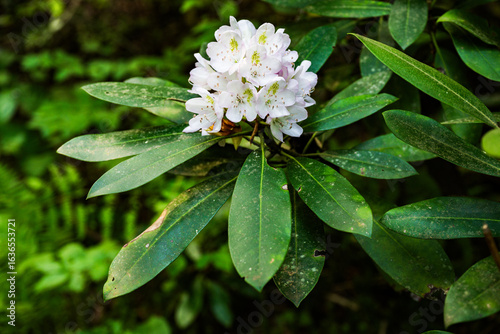 Flowering rhododendron closeup in a forest in the mountains of western north carolina