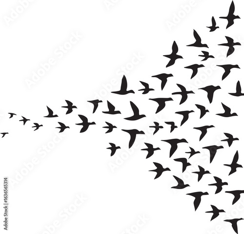 Flock of black birds flying in formation migration