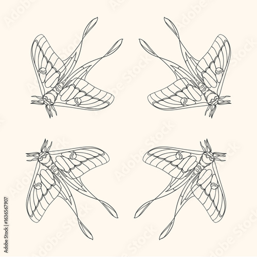 Original illustration of an ornamental frame of a luna moth in a minimalist hand-drawn linear style, for cards, posters, and graphic design.