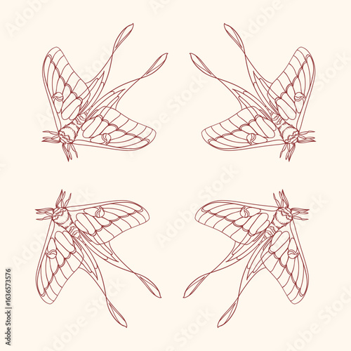 Original illustration of an ornamental frame of a luna moth in a minimalist hand-drawn linear style, for cards, posters, and graphic design.